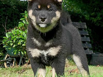 American Triumph Witchling &raquo; Ciri: afbeelding 4