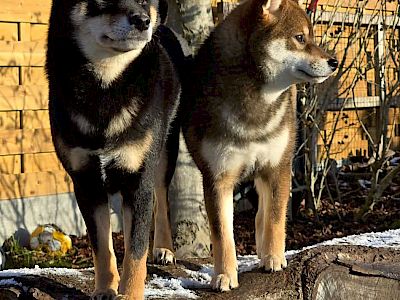 American Triumph Witchling &raquo; Ciri: afbeelding 10