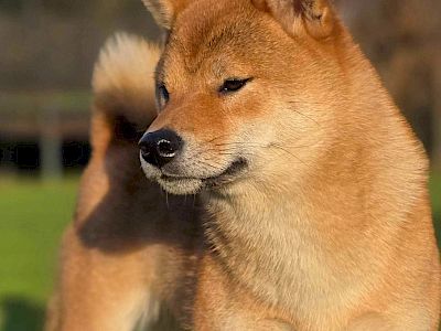 Hiraya Manawari Xplore the Destiny &raquo; Yenna: afbeelding 1