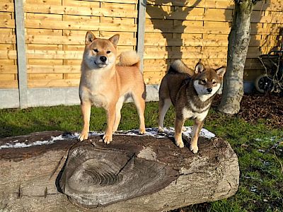 Hiraya Manawari Xplore the Destiny &raquo; Yenna: afbeelding 12