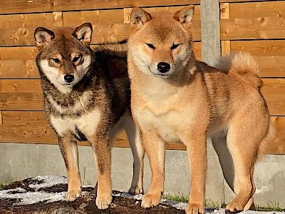 Hiraya Manawari Xplore the Destiny &raquo; Yenna: afbeelding 14